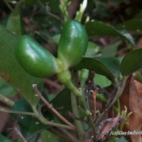 Jasminum flexile Vahl